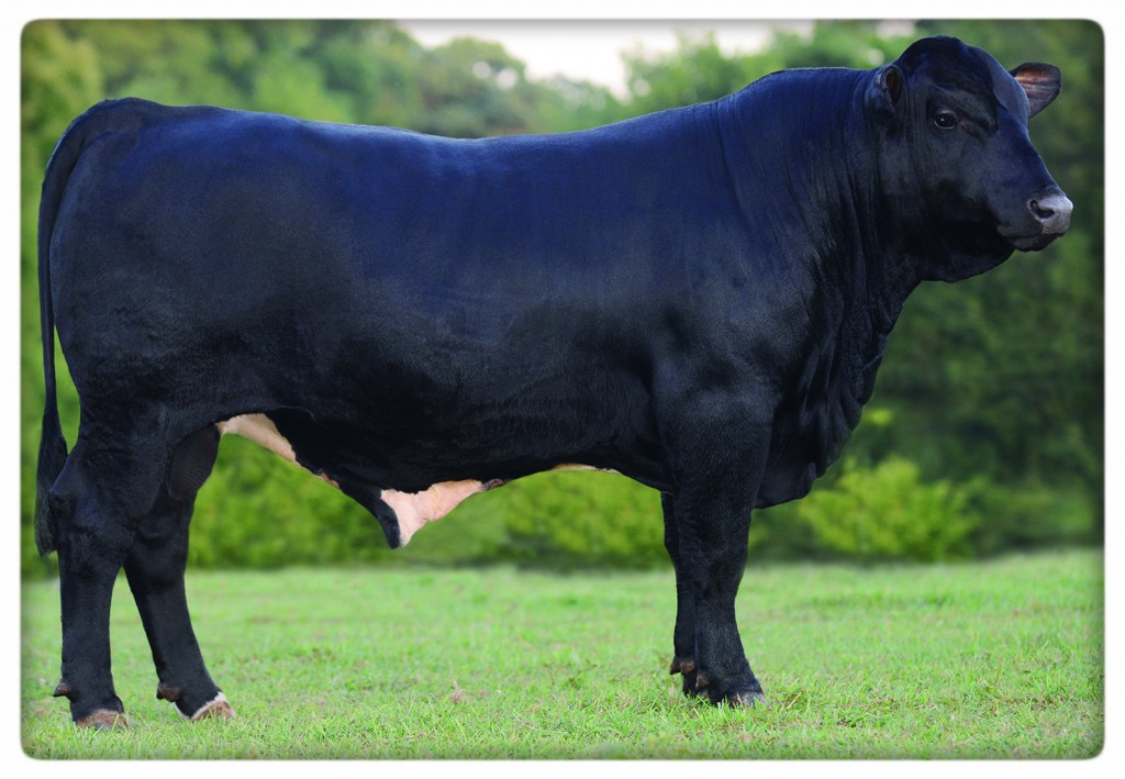 Custom Chrome DOB 4/23/2013 Sire: Doc Dam: She's A Rose ( Blackjack 21 daughter)