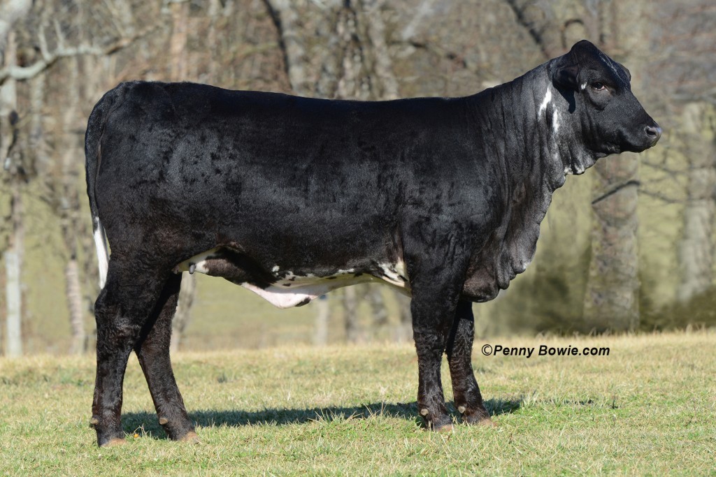 Miss Universe C1056212 Sire: Ace of Spades Dam: Sweet Thang